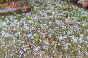 Rain In Haryana
