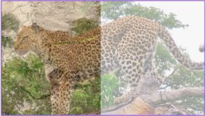 Leopard Dead Body Found in Amroha
