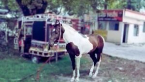 bihar police बेतिया ज़िला नौतन थाना