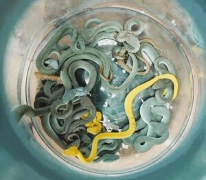 snakes and tortoise found on Mumbai Airport