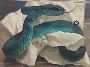 snakes and tortoise found on Mumbai Airport