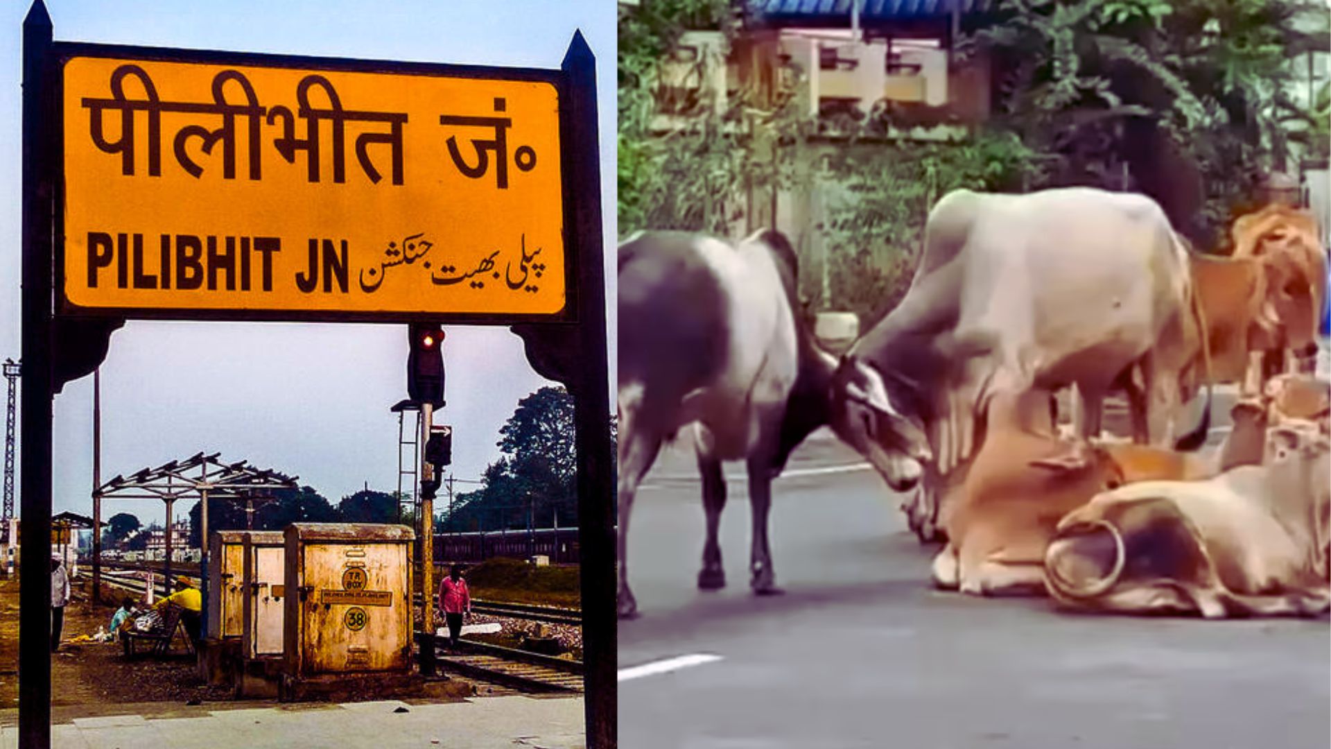 Pilibhit News: पीलीभीत में आवारा पशुओं का आतंक, प्रशासन पर उठे सवाल