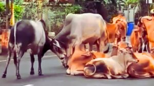 Pilibhit News: पीलीभीत में आवारा पशुओं का आतंक, प्रशासन पर उठे सवाल