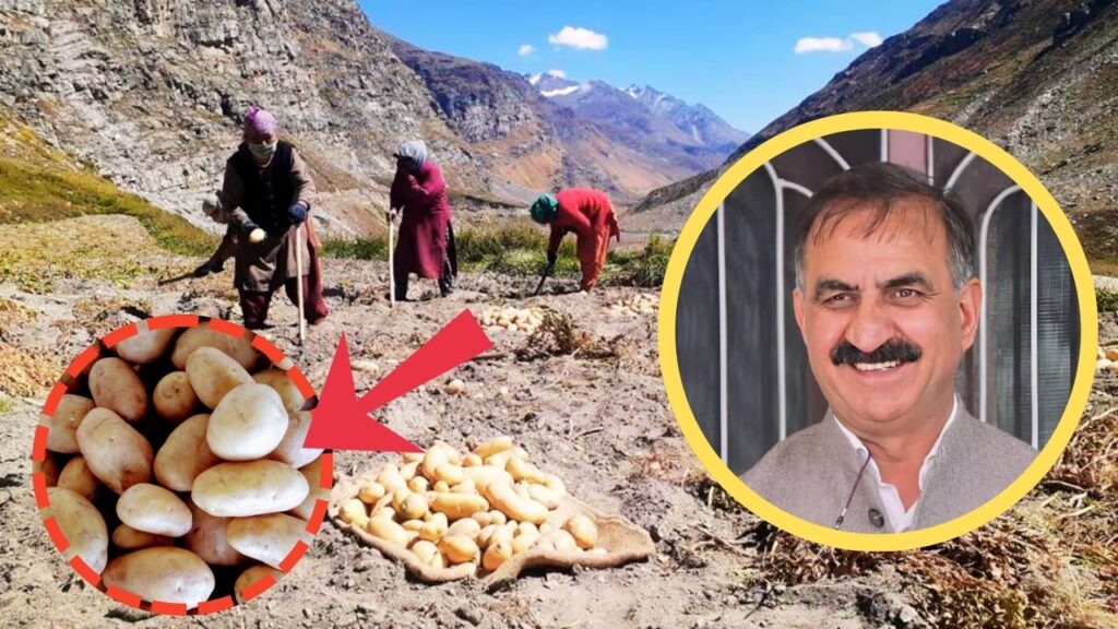himachal potato msp