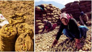 Himachal Potato MSP
