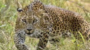 Pilibhit Tiger Reserve