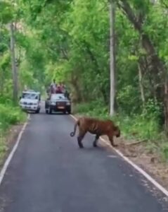 Pilibhit Tiger Reserve