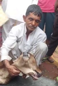 Baghpat Miracle Calf: दो मुंह, तीन आंखों वाला बछड़ा