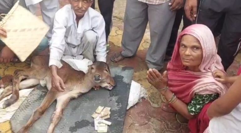 Baghpat Miracle Calf: दो मुंह, तीन आंखों वाला बछड़ा