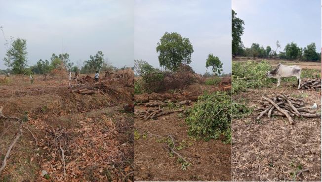 Wood Mafia in Banda: लकड़ी माफियाओं ने सीसम का पेड़ काटा