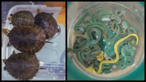 snakes and tortoise found on Mumbai Airport