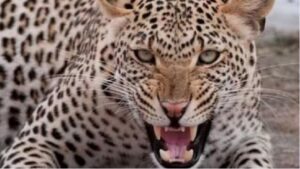 Leopard Dead Body Found in Amroha