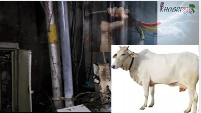 Bijli vibhag Ki laparwahi-मथुरा न्यूज-वृंदावन में करंट से गाय की मौत