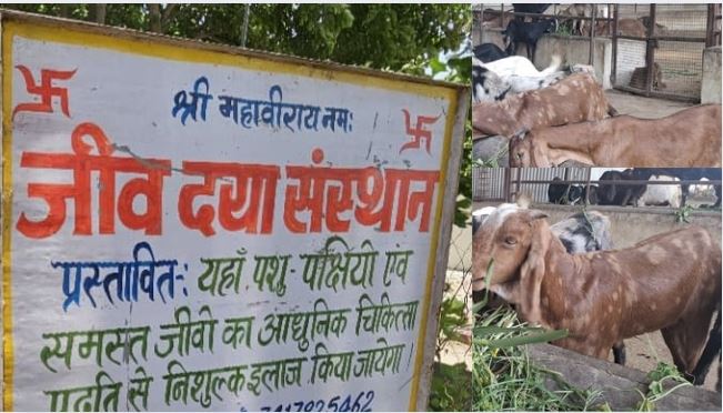 GoatRescue