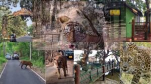 Pilibhit Tiger Reserve