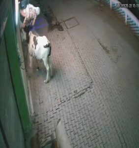 Sambhal Stray Animal Attack