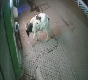 Sambhal Stray Animal Attack