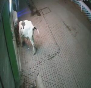 Sambhal Stray Animal Attack
