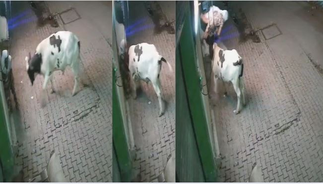 Sambhal Stray Animal Attack