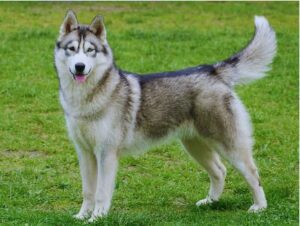 Pet Dog Attacked Woman.