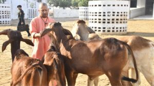Gau Seva Mahotsav
