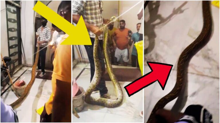 fear of python : 12 feet long python spreads fear in Bulandshahr