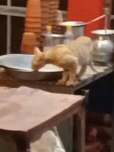 Zam Zam Sweet Shop Viral video