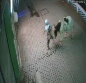 Sambhal Stray Animal Attack