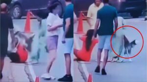 Pet Dog Attacked Woman.