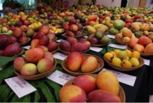 Haryana Pinjore Mango Fair.