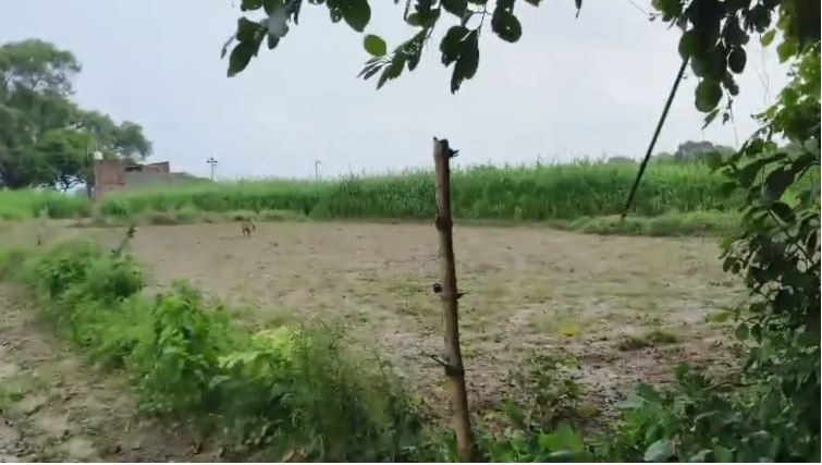 Leopard Attack in Prayagraj