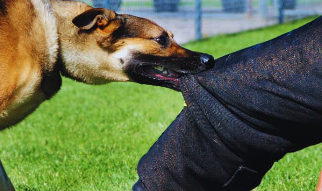 Dog Bite Young Man & Died.