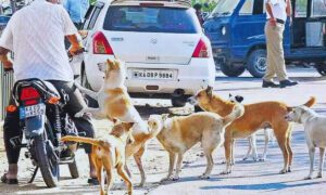 SC Stray Dogs Verdict.