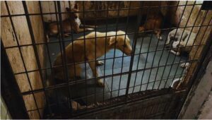 SC Stray Dogs Verdict.