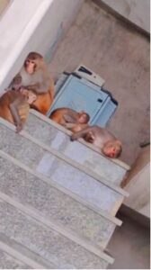 Firozabad News: बंदरों का आतंक,डर के साए में जनता, प्रशासन से सुरक्षा की मांग