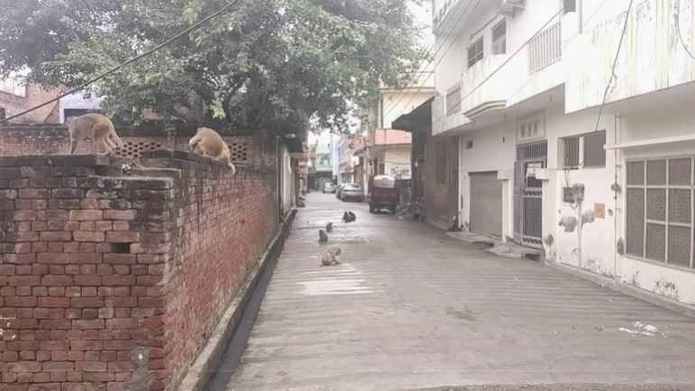 Firozabad News: बंदरों का आतंक,डर के साए में जनता, प्रशासन से सुरक्षा की मांग