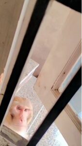 Firozabad News: बंदरों का आतंक,डर के साए में जनता, प्रशासन से सुरक्षा की मांग