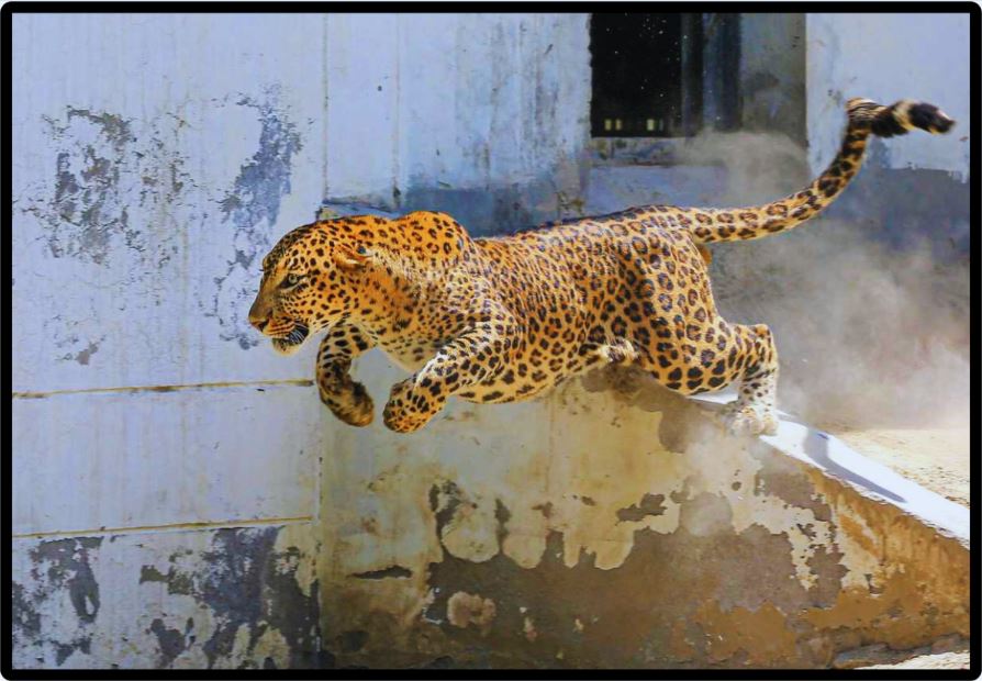 Leopard Terror In Shimla.