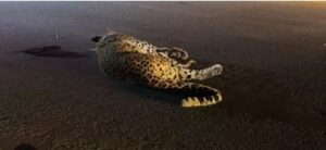 Haryana Heavy Rainfall Alert.