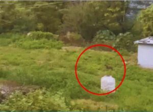 Leopard Terror In Shimla.