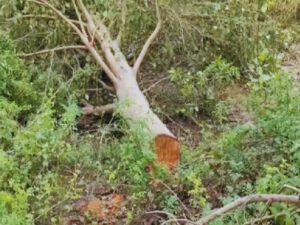 Rohtak Naveen Jaihind Ultimatum.