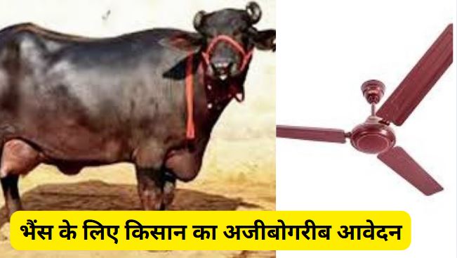 Buffalo Fan in Pilibhit