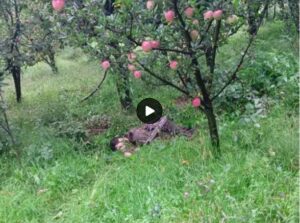 Jammu Kashmir Kulgam Encounter.